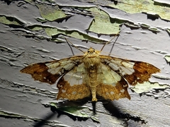 Krananda semihyalina