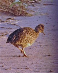 Nothoprocta cinerascens