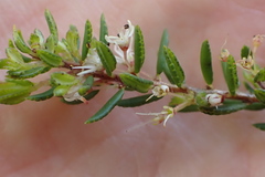 Agathosma elegans