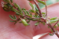 Agathosma elegans