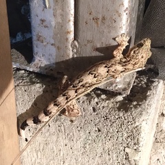 Thecadactylus rapicauda