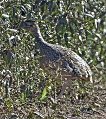 Nothoprocta cinerascens