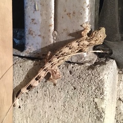 Thecadactylus rapicauda