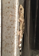 Thecadactylus rapicauda