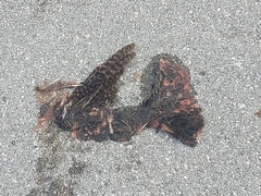 Antrostomus carolinensis