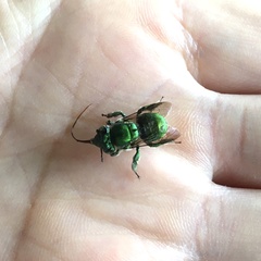 Euglossa
