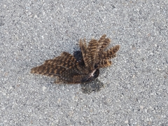 Antrostomus carolinensis