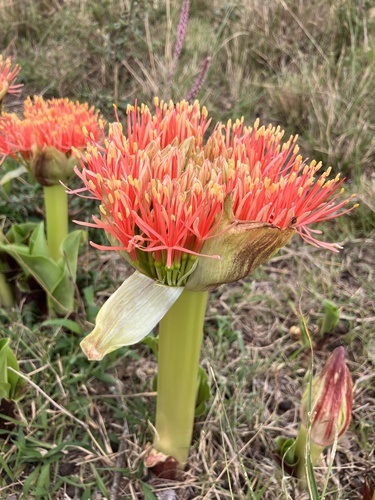 Scadoxus multiflorus