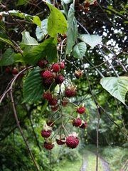 Rubus kawakamii