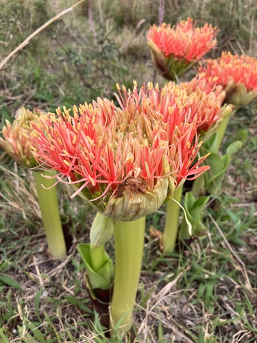 Bloodlily