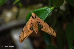 Protambulyx strigilis