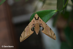 Protambulyx strigilis