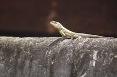 Tropidurus torquatus