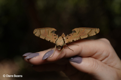 Protambulyx strigilis