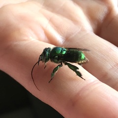 Euglossa