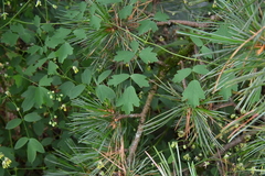 Thalictrum minus saxatile