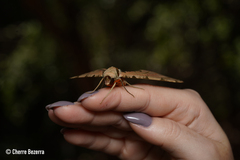 Protambulyx strigilis