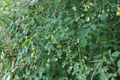 Thalictrum minus saxatile
