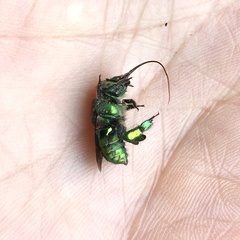 Euglossa