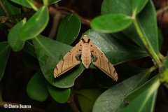 Protambulyx strigilis