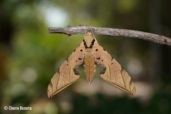 Protambulyx strigilis