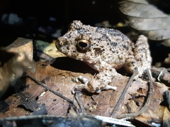 Oreobates quixensis