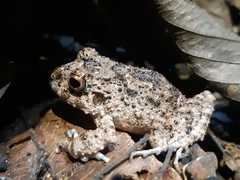 Oreobates quixensis