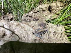 Litoria nasuta