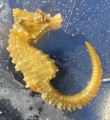 Hippocampus hippocampus