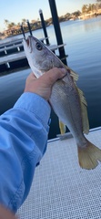 Argyrosomus japonicus