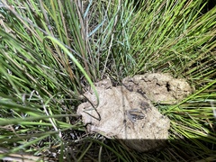Litoria nasuta