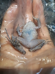 Oreobates quixensis
