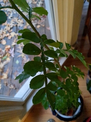 Zanthoxylum beecheyanum