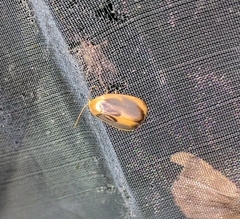 Trischalis subaurana