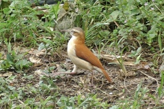 Furnarius leucopus