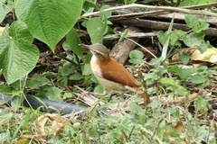 Furnarius leucopus