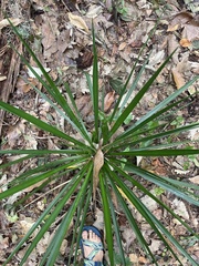 Yucca gigantea