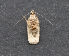 Agonopterix heracliana