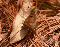 Cassionympha cassius