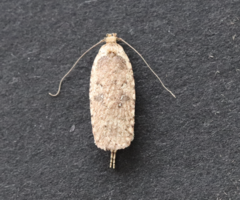 Agonopterix heracliana