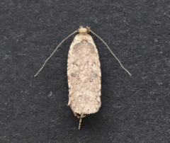 Agonopterix heracliana