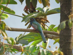 Trogon personatus