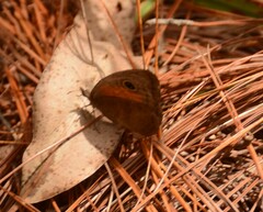 Cassionympha cassius