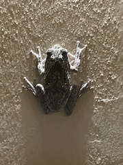 Chiromantis xerampelina