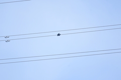 Corvus macrorhynchos