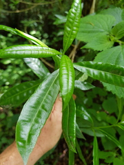 Strophanthus speciosus