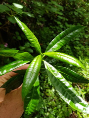 Strophanthus speciosus
