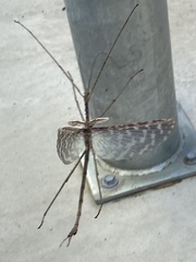 Ctenomorpha marginipennis