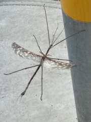 Ctenomorpha marginipennis