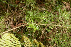 Asparagus falcatus